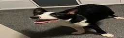 Border Collie dogs for sale: Gorgeous Collie Needs Rehoming. in Exeter - Advert 4