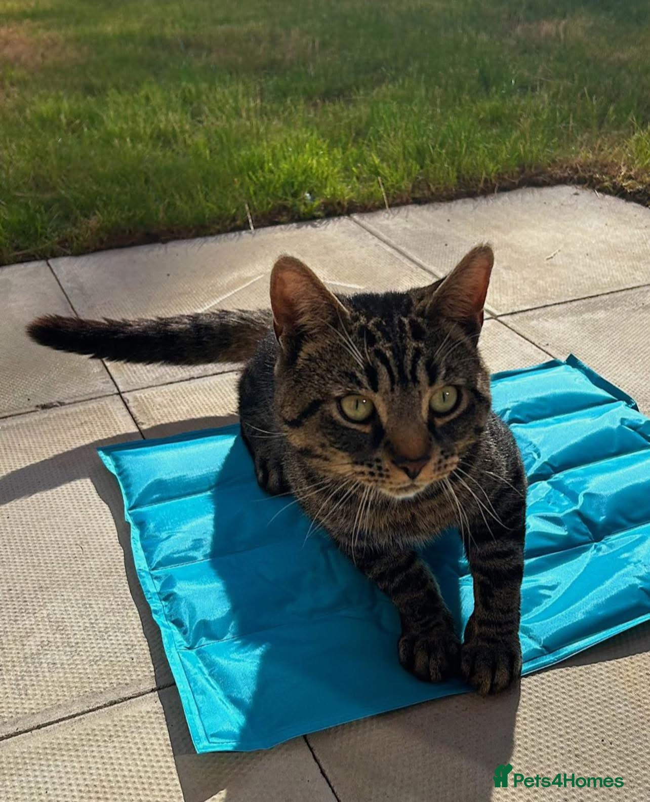 Domestic Shorthair cats Cat needing rehoming - Advert 5