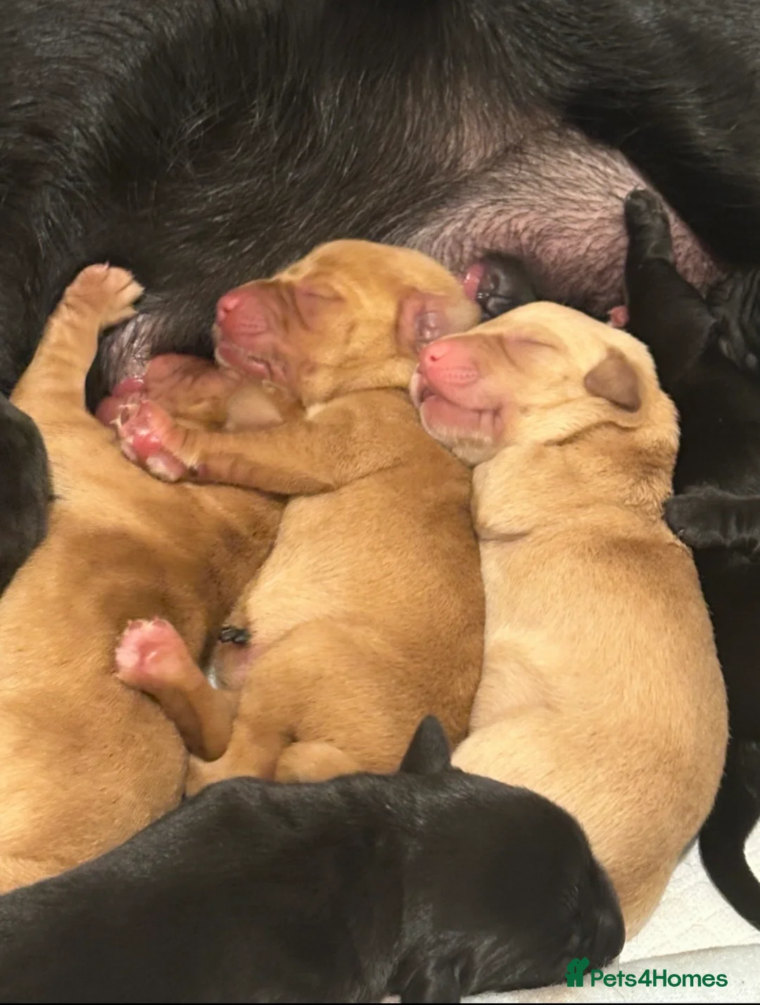 Labrador Retriever dogs for sale: Stunning Labrador Puppies -KC Registered  in Ipswich - Advert 19