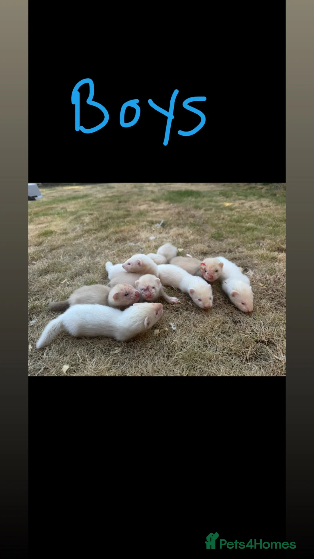 Ferret rodents for sale: Working ferrets  in Liverpool - Advert 1