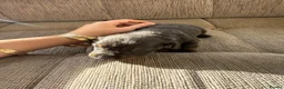 Miniature Dachshund dogs for sale: Miniature dachshund  - Advert 8