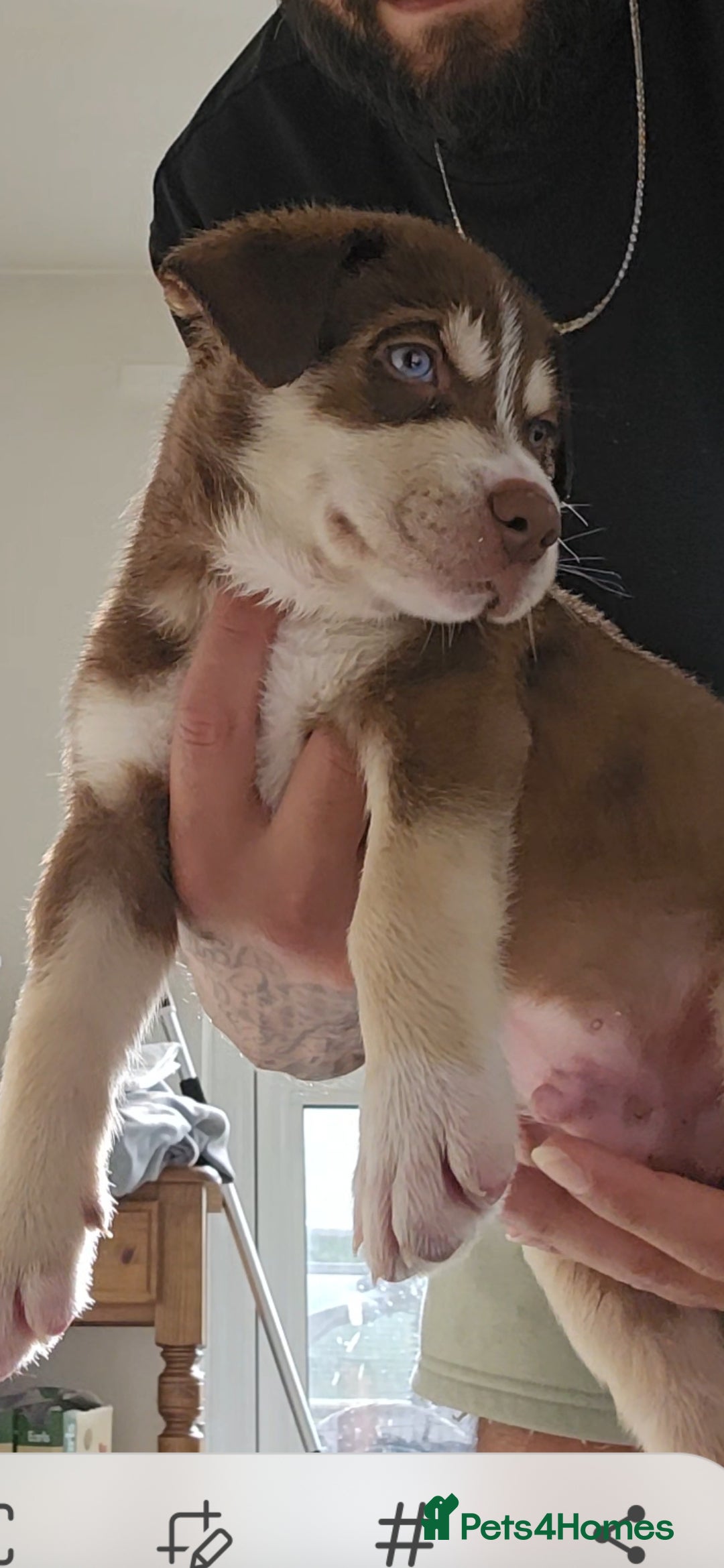 Mixed Breed dogs for sale: siberian husky cross cane corse and stuffy - Image 2