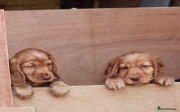 Cocker Spaniel dogs for sale: Full Cocker Spaniels Puppies  - Image 9