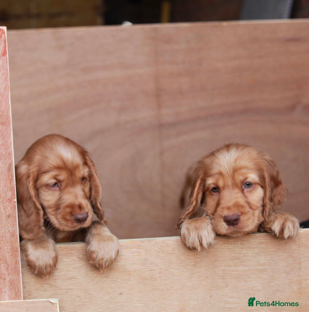 Cocker Spaniel dogs for sale: Full Cocker Spaniels Puppies  - Image 9