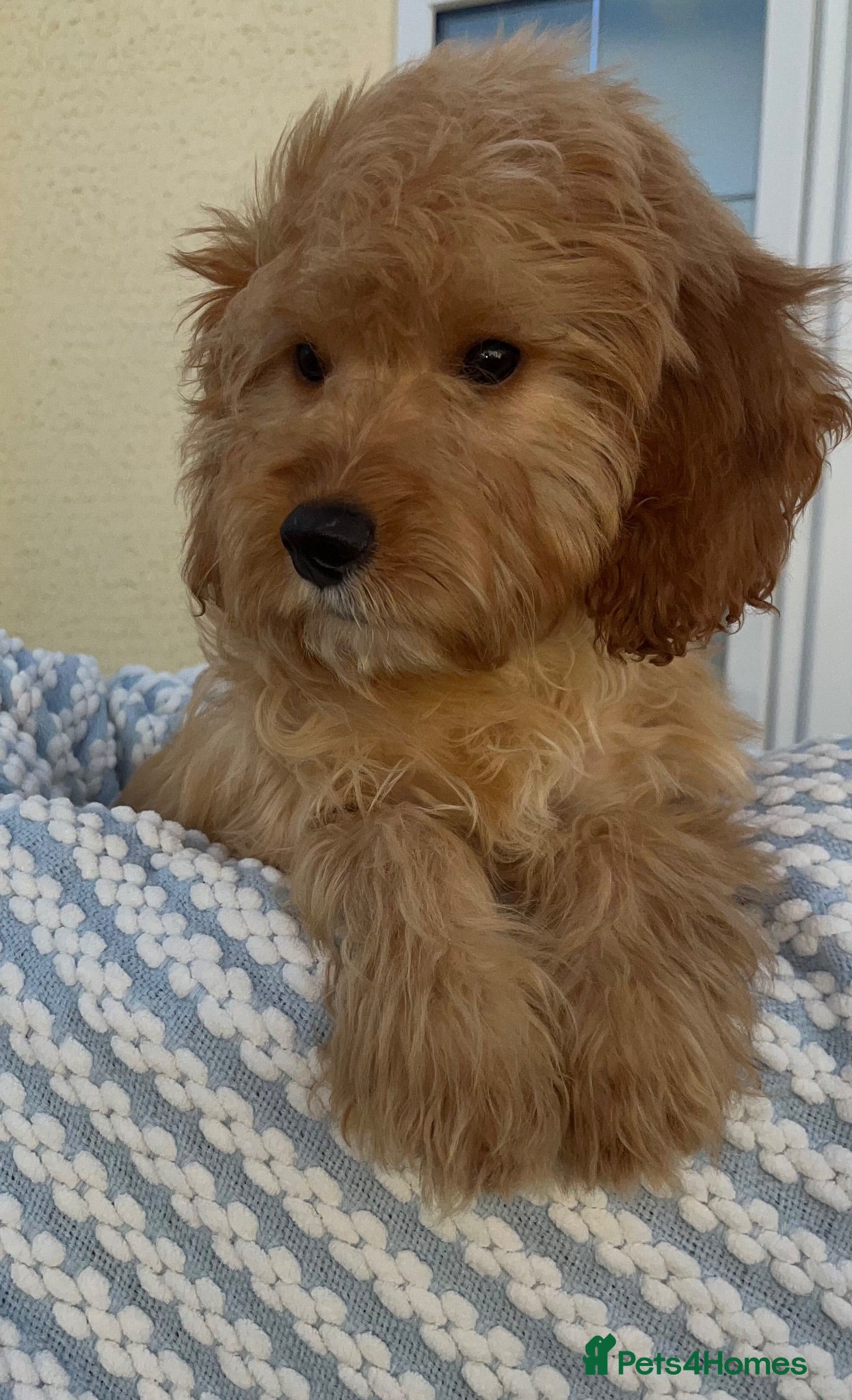 Cockapoo dogs Pra clear toy cockapoos puppies for sale - Advert 1