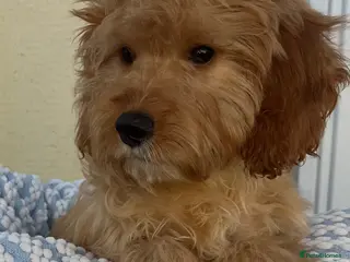 Cockapoo dogs Pra clear toy cockapoos puppies for sale - Advert 1