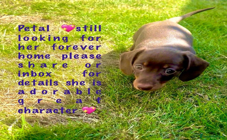 Miniature Dachshund dogs - Advert 9