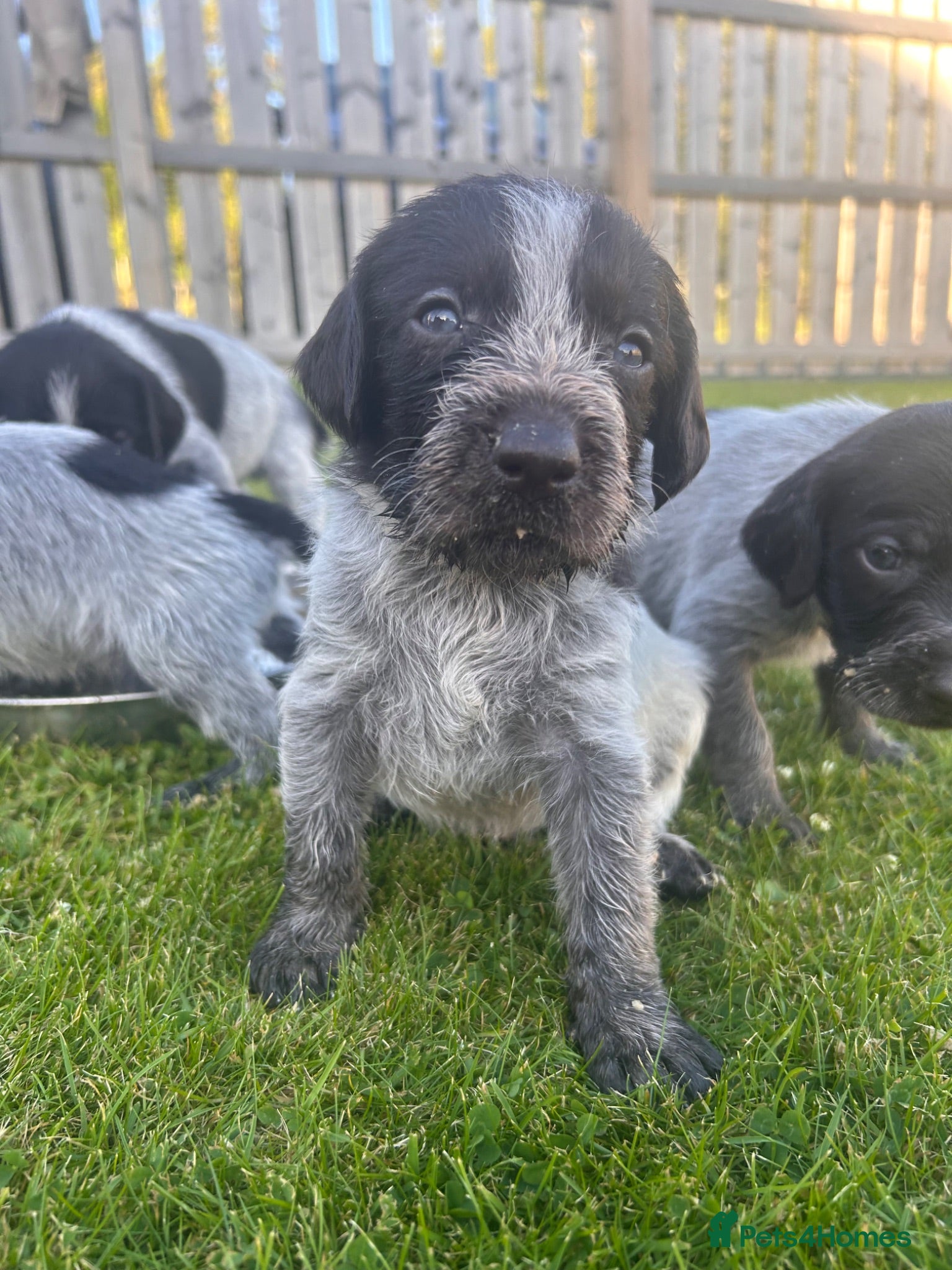 German Wirehaired Pointer dogs German Wirehaired Pointer Puppies - Advert 2