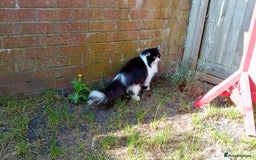 Persian cats for sale: Persian cat  - Image 7