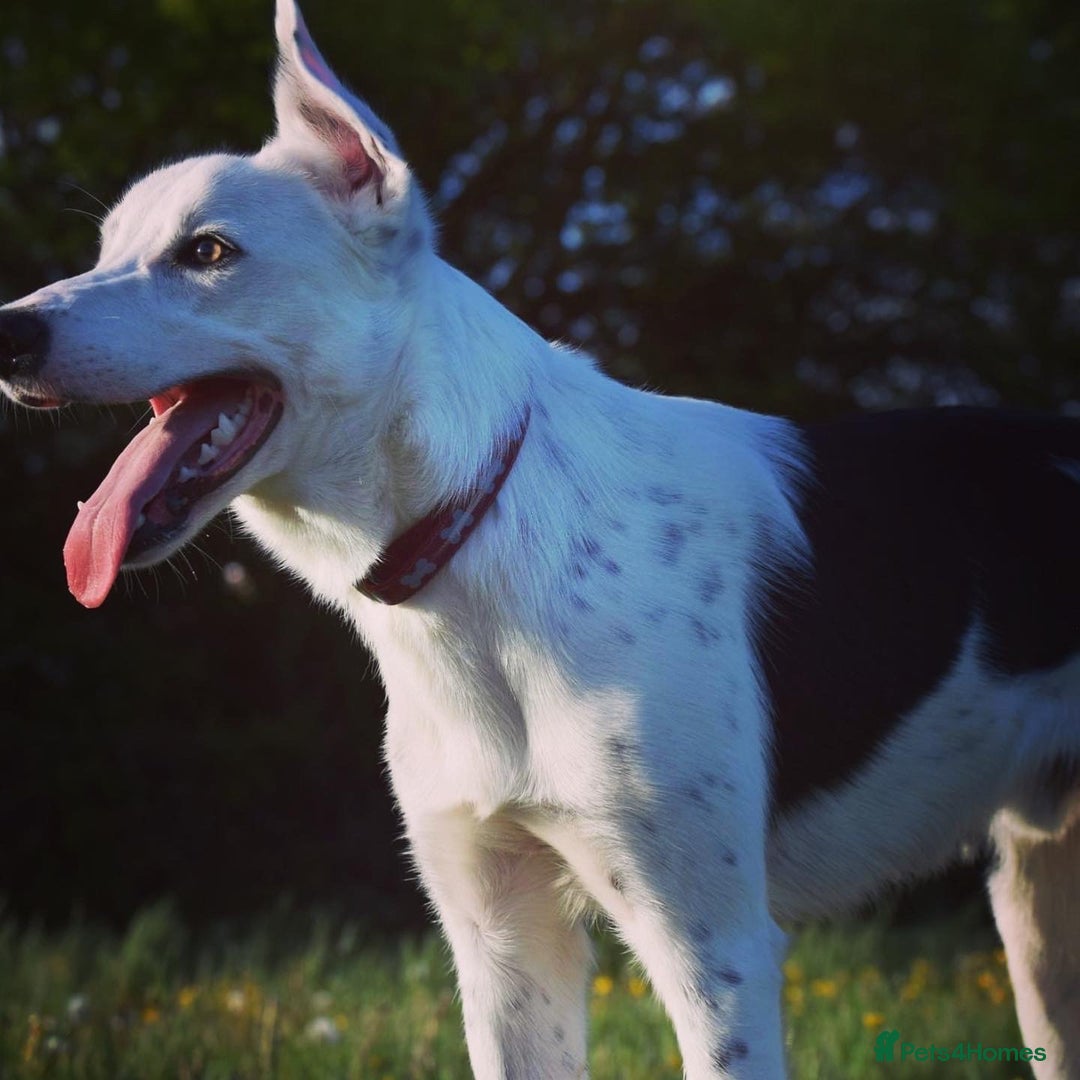 Border Collie dogs for sale: Spotty  - Image 6