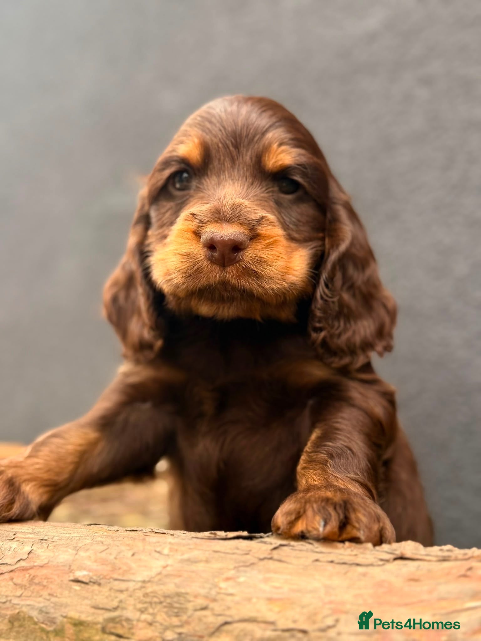 Cocker Spaniel dogs Show type cocker spaniels  - Advert 10