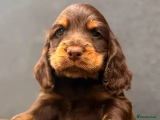 Cocker Spaniel dogs Show type cocker spaniels - Advert 10