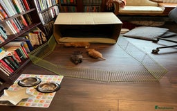 Mixed Breed cats for sale: Pair of Gorgeous ginger kittens 🐅🐅 - Image 12