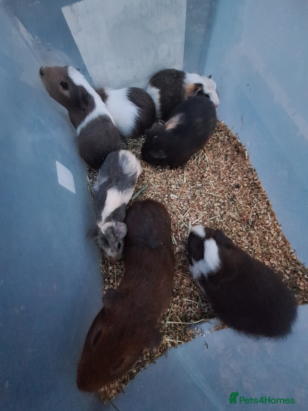 Guinea Pig rodents for sale: Baby male guinea pigs for sale £25 each  - Advert 2