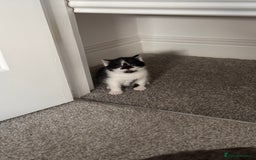 Mixed Breed cats for sale: 🐾 Half British Shorthair Kittens Available! 🐾 - Image 14