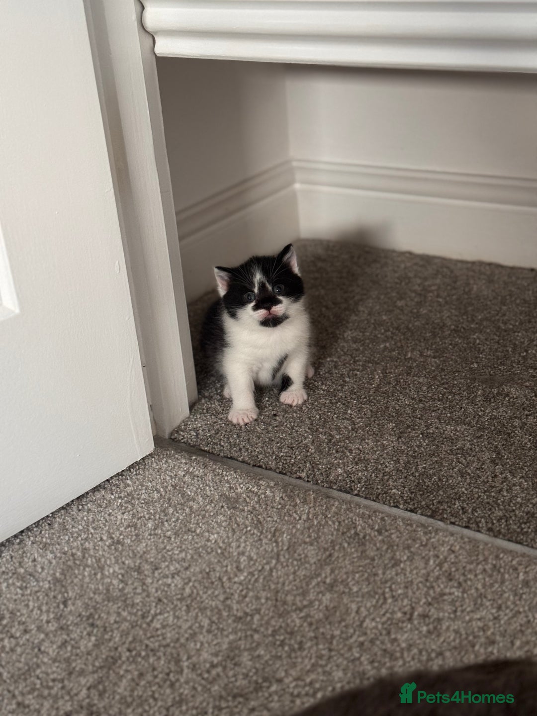 Mixed Breed cats for sale: 🐾 Half British Shorthair Kittens Available! 🐾 - Image 14