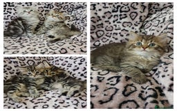 Perdoll cats for sale: Perdoll Kittens only boys - Image 1