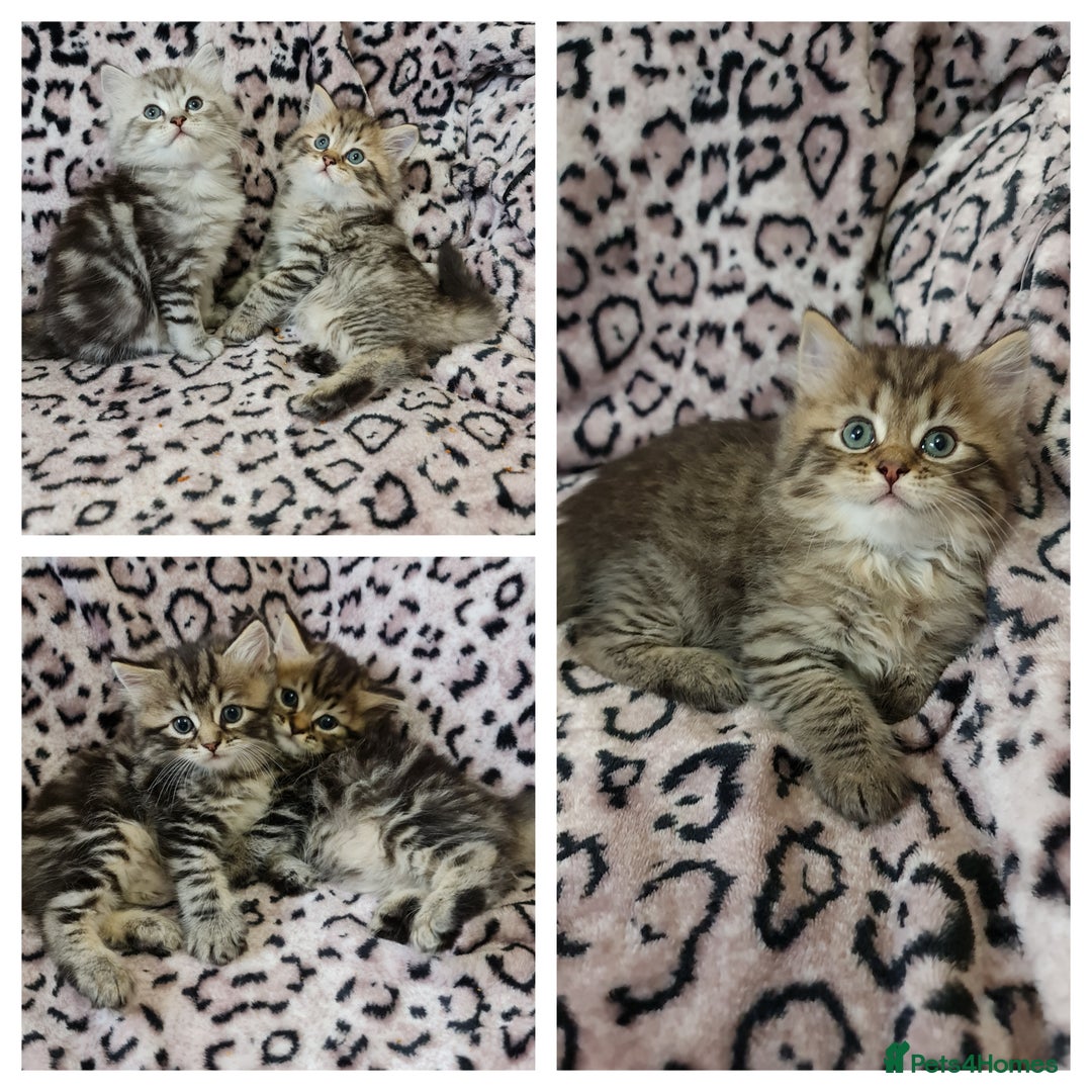 Perdoll cats for sale: Perdoll Kittens only boys - Image 1
