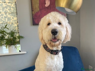Goldendoodle dogs in Hatfield - Advert 3