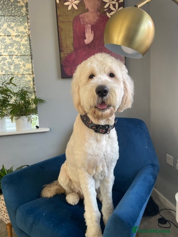 Goldendoodle dogs in Hatfield - Advert 1