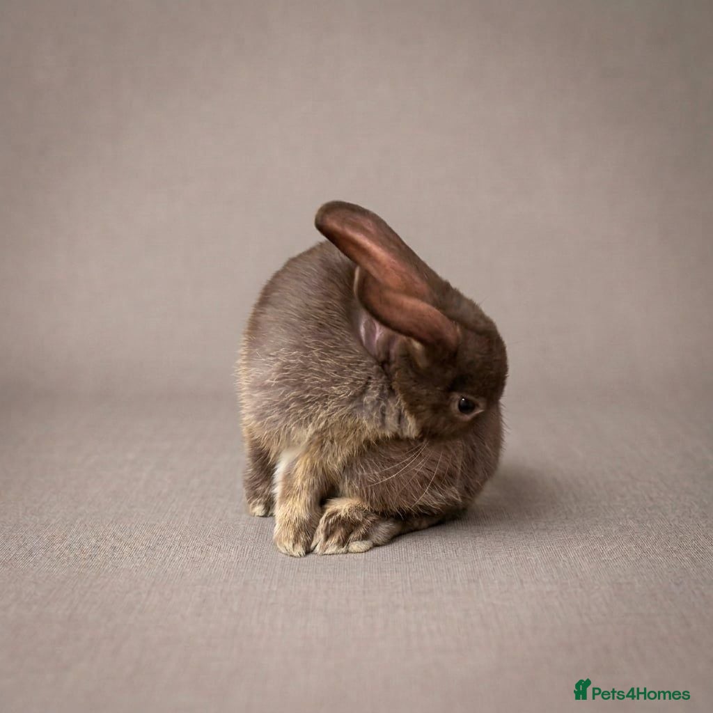 Mixed Breed rabbits Mixed breed - Advert 1