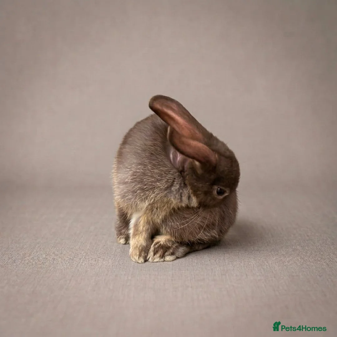 Mixed Breed rabbits for sale: Mixed breed in Brierley Hill - Advert 1