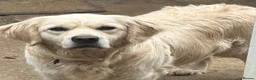 Golden Retriever dogs for sale: Kc reg cream golden retriever pups - Advert 3