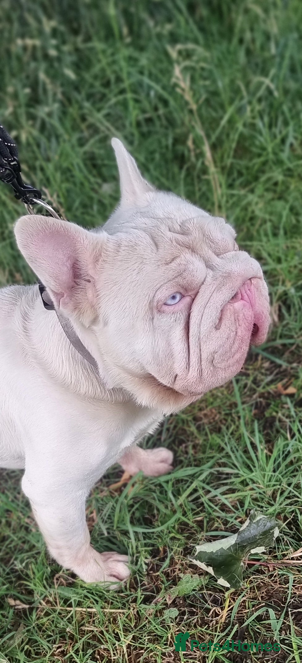 French Bulldog dogs FULL PINK CARRYING FLUFFY - Advert 3