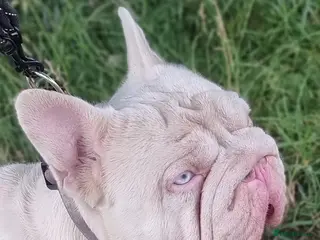 French Bulldog dogs FULL PINK CARRYING FLUFFY - Advert 3