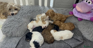 Mixed Breed dogs - Advert 8