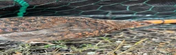 Quail poultry for sale: Amazing selection of celedon quail - Advert 9