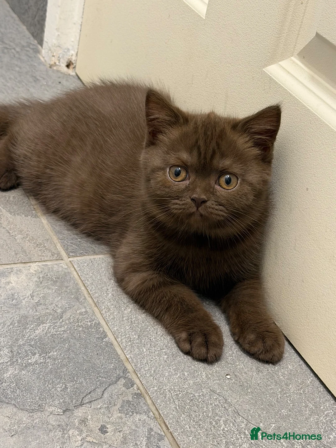British Shorthair cats for sale: BSH kittens TICA registered 💙🩷 - Advert 1