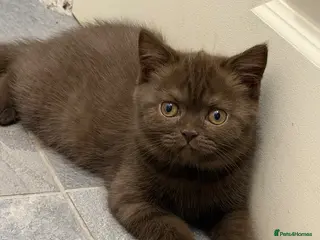 British Shorthair cats BSH kittens TICA registered 💙🩷 - Advert 16
