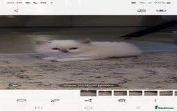 Persian cats for sale: 5 Gorgeous Persian Kittens up for sale! - Image 9