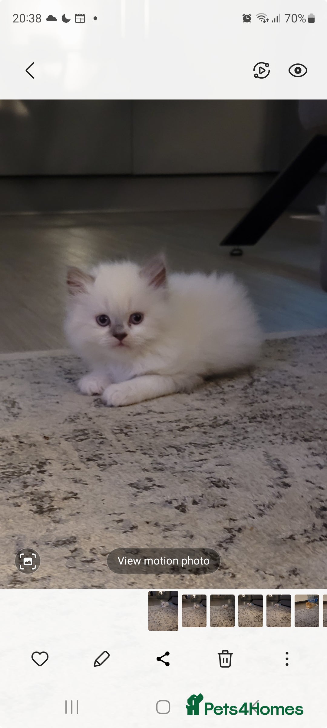 Persian cats for sale: 5 Gorgeous Persian Kittens up for sale! - Image 9