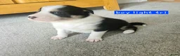 Border Collie dogs for sale: 🔥Unique tri border collie pups 🔥 - Advert 21