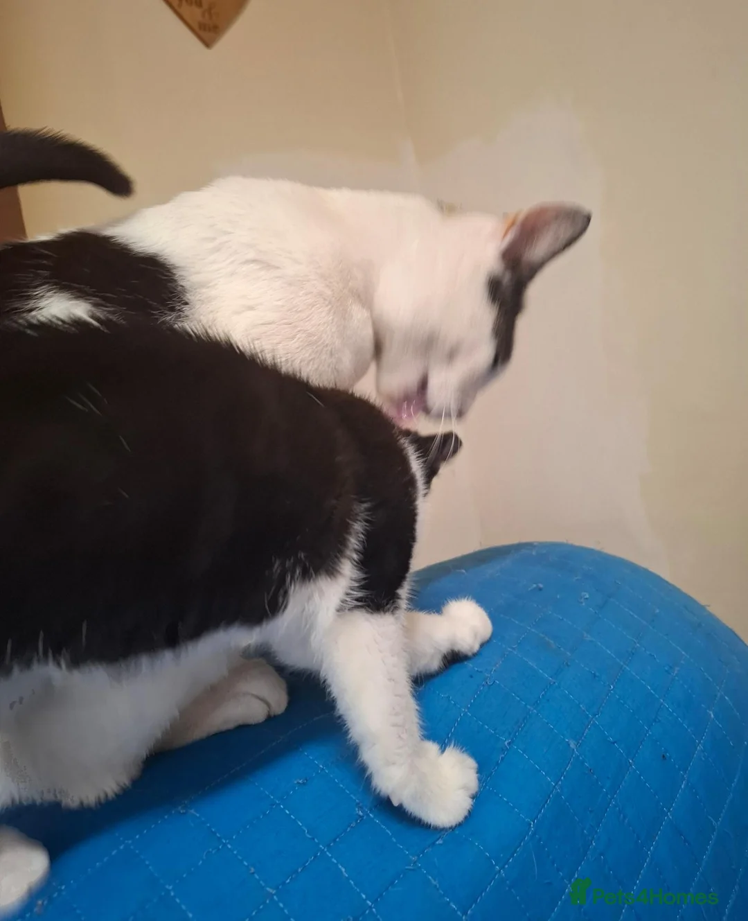 Mixed Breed cats for sale: 1 Gorgeous Female Kitten - Advert 2