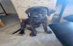 Cane Corso dogs for sale: Cane corso  - Image 4