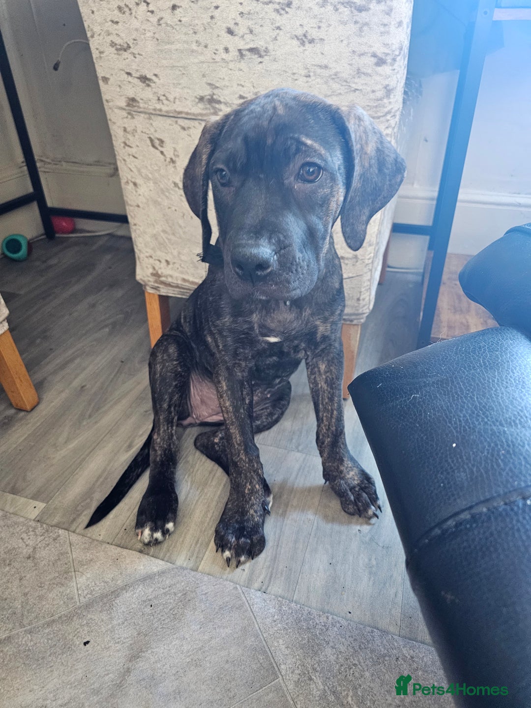 Cane Corso dogs for sale: Cane corso  - Image 4