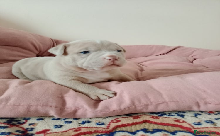 American Bully dogs - Advert 1