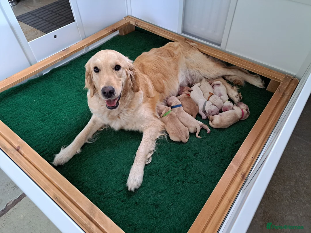 Golden Retriever dogs for sale: Pure Golden Retriever puppies in Tenbury Wells - Advert 1