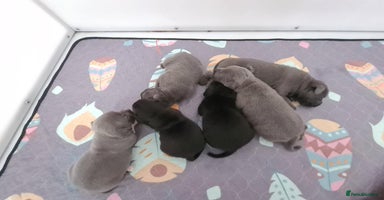 Staffordshire Bull Terrier dogs - Advert 7