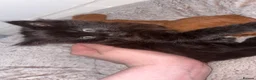 Mixed Breed cats for sale: singular black kitten  in Stockport - Advert 2