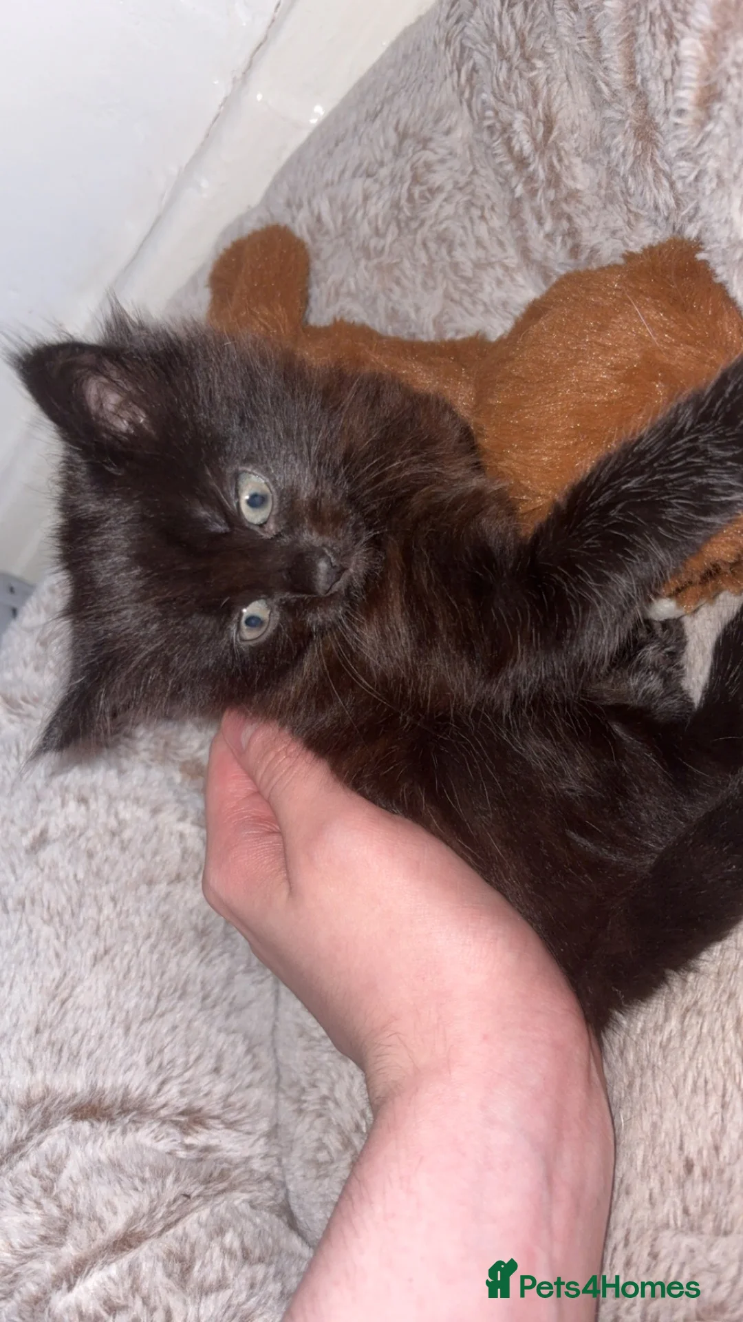 Mixed Breed cats for sale: singular black kitten  in Stockport - Advert 2