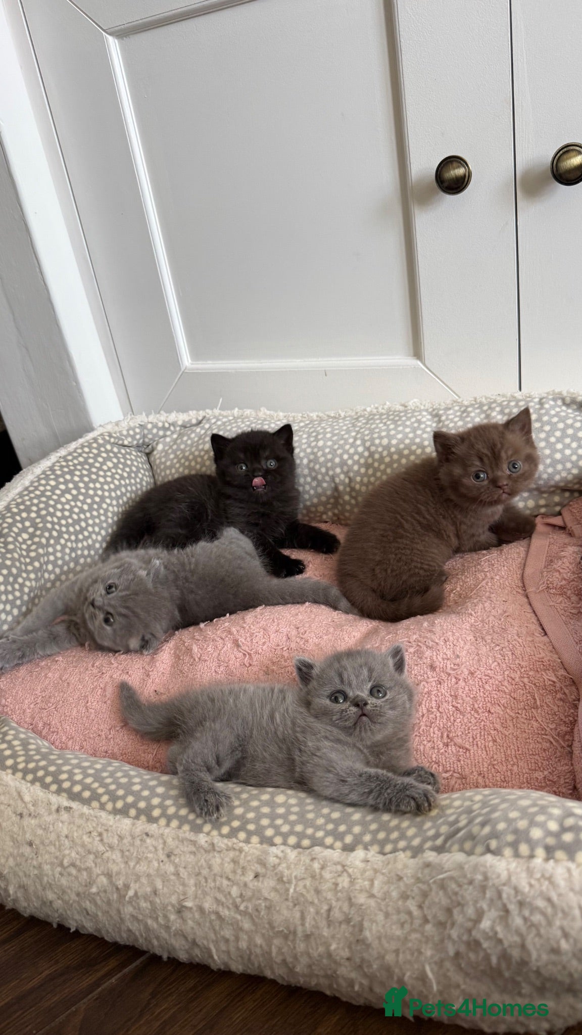 British Shorthair cats Stunning British short hair kittens  - Advert 1