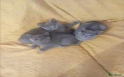 British Shorthair cats for sale: British shorthair kitten,  boy still available  - Image 10