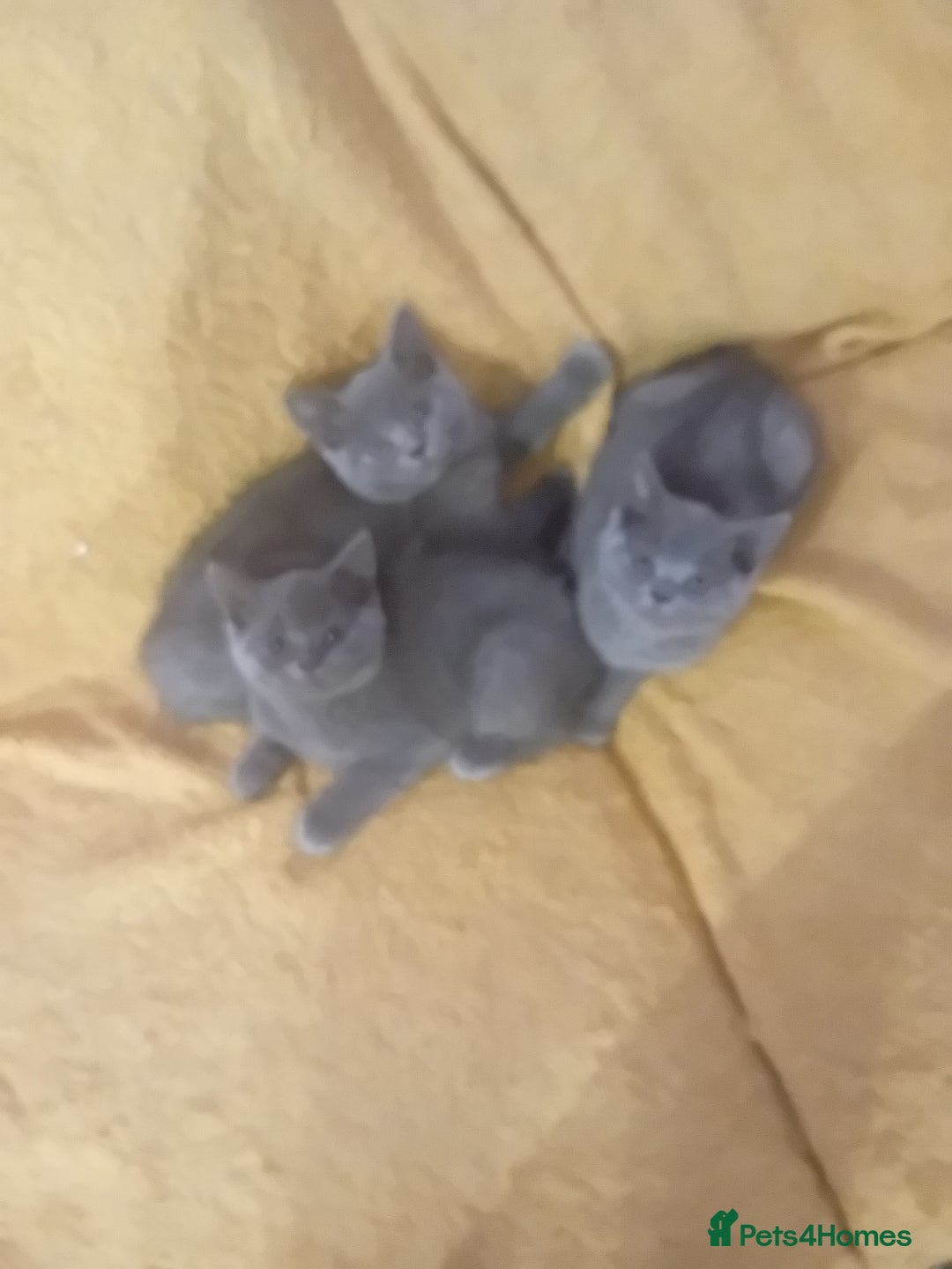 British Shorthair cats for sale: British shorthair kitten,  boy still available  - Image 10