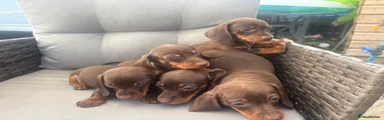 Dachshund 2