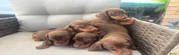 Dachshund dogs for sale: Dachshund  - Advert 8