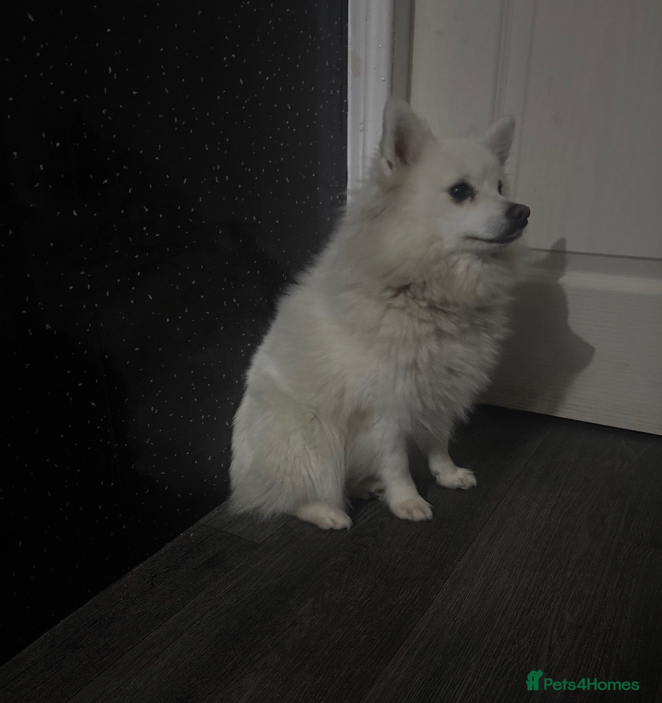 Mixed Breed dogs for sale: PomeranianSpitz - Advert 1